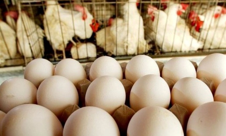 اجرایی نشدن قیمت مصوب مرغ وتخم مرغ در کشور، دامن خراسان شمالی را گرفت / سنگینی شانه های تخم مرغ روی دوش مردم ,